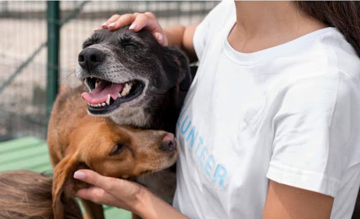 Piden a Segob intervenir con municipios para acabar omisión de Reglamento de Bienestar Animal