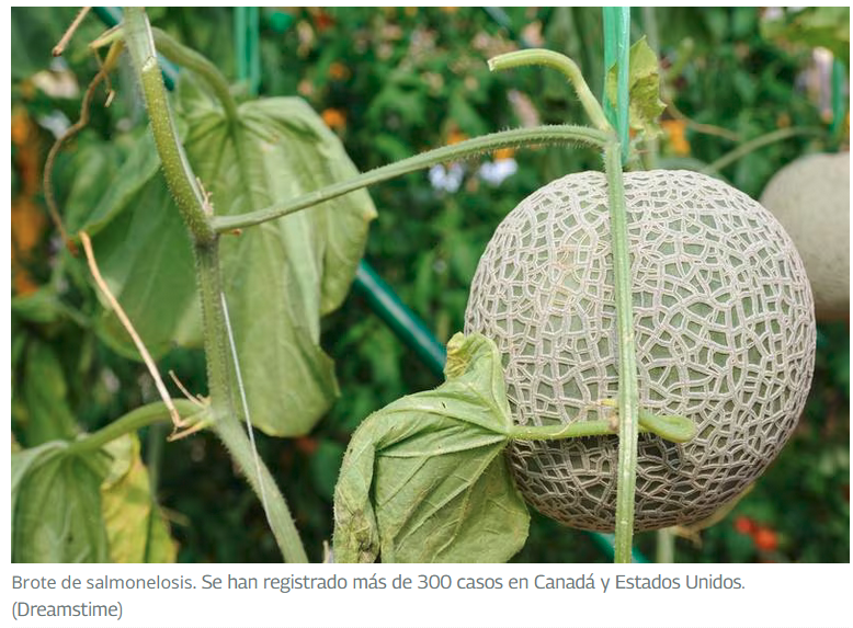 Melones mexicanos causan ocho muertes por salmonela en EEUU y Canadá