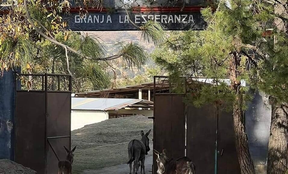 TLAXCALA CUENTA CON UN SANTUARIO QUE PROTEGE A LOS BURROS