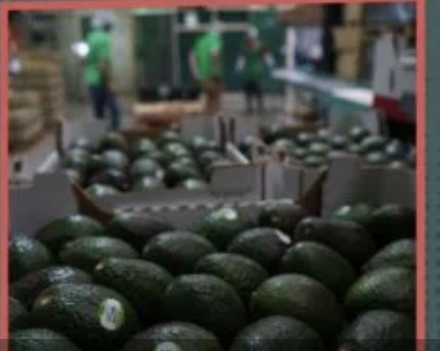 Crisis del aguacate: inspectores de EU volverán a plantas de Michoacán