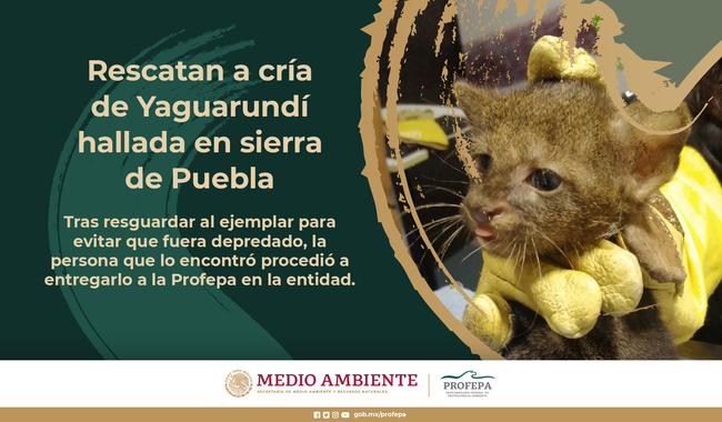 Profepa rescata a bebé yaguarundí en la sierra de Puebla