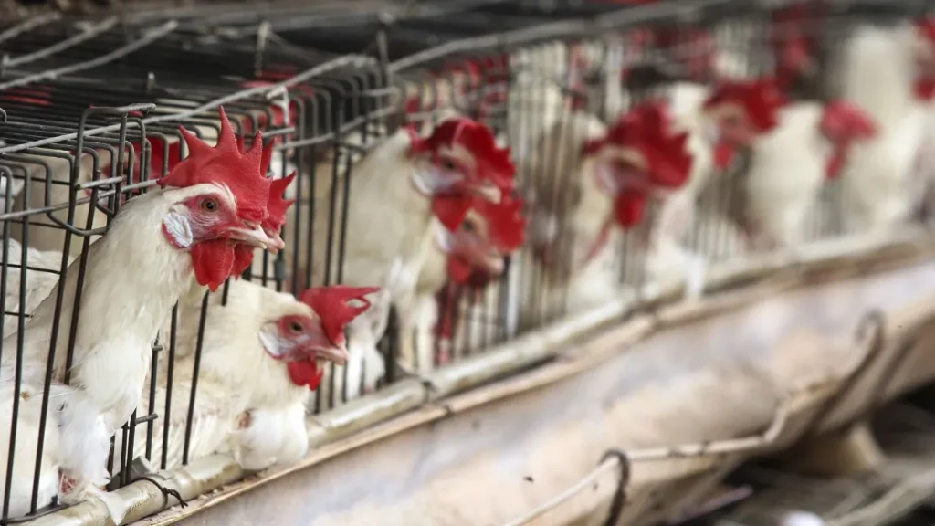 OMS aclara: muerte en México no fue por gripe aviar H5N2; fue algo “multifactorial”
