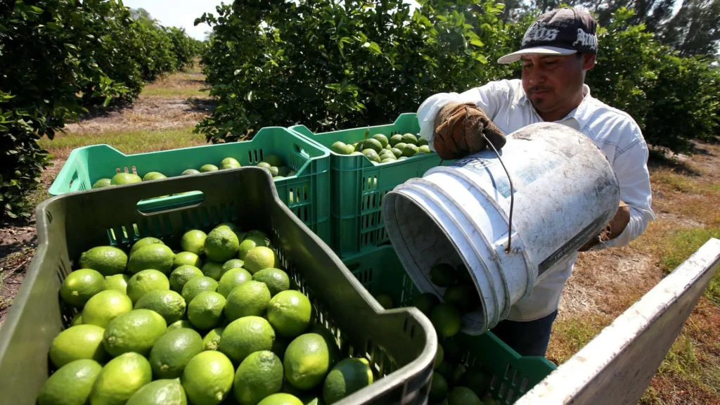 Acuerdan limoneros levantar el paro y volver a los campos