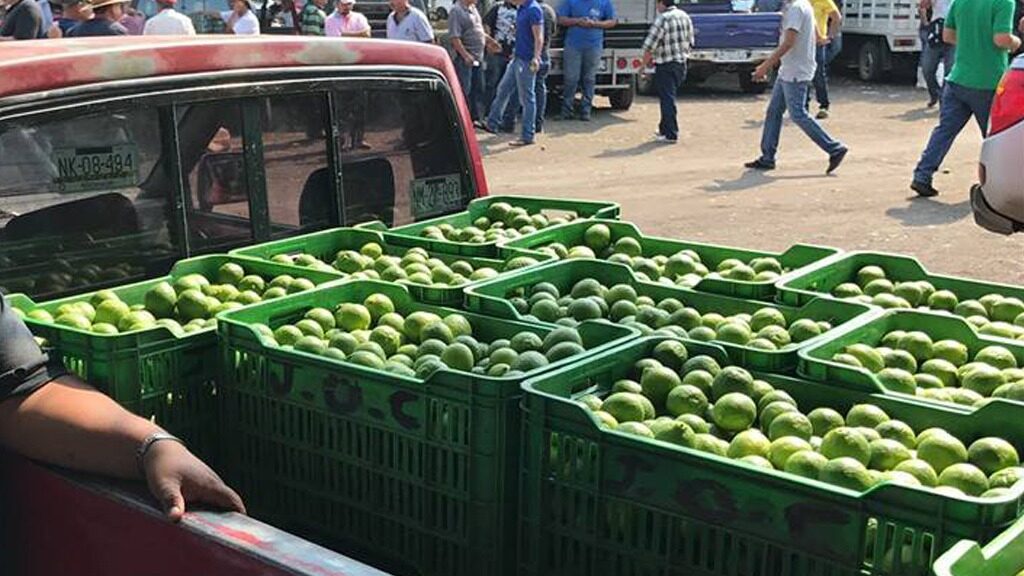 Limoneros de Michoacán frenan labores por amenazas y bajo precio