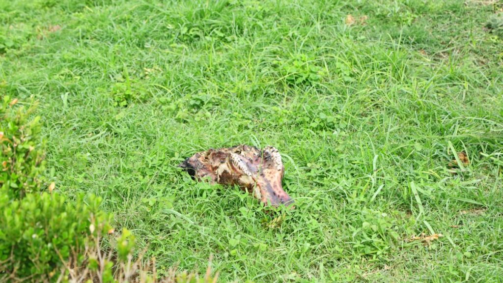 Abandonan cabeza de vaca en pleno centro de Tlaxcala