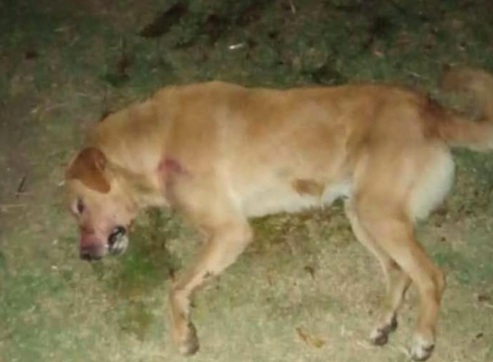 Envenenamiento masivo de animales en Ixtacuixtla genera preocupación