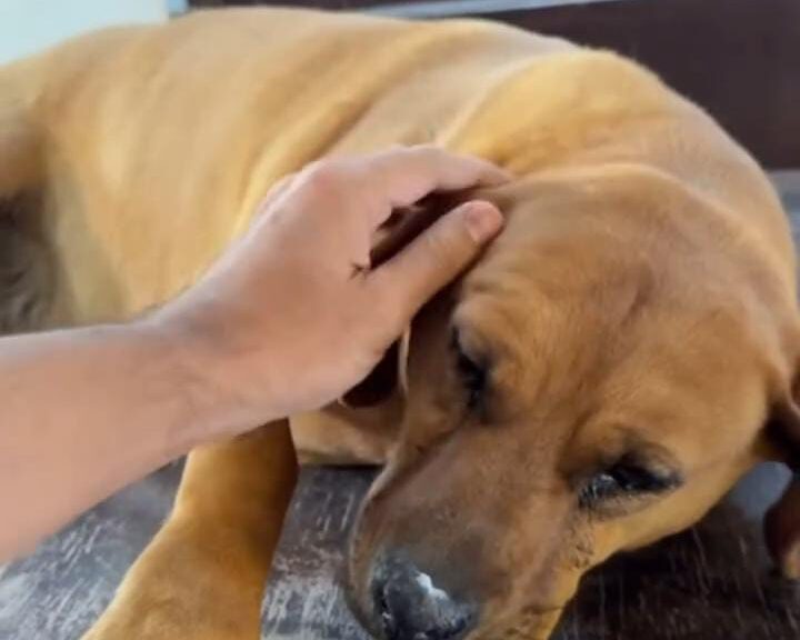 Resguarda Carlos Rivera a una perrita mestiza, con quemadura por el incendio en Atltzayanca