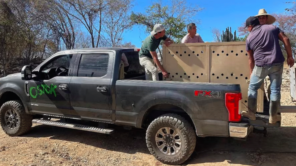 Violencia en Culiacán obliga al Santuario Ostok a cerrar sus puertas; trasladarán 700 animales a Mazatlán