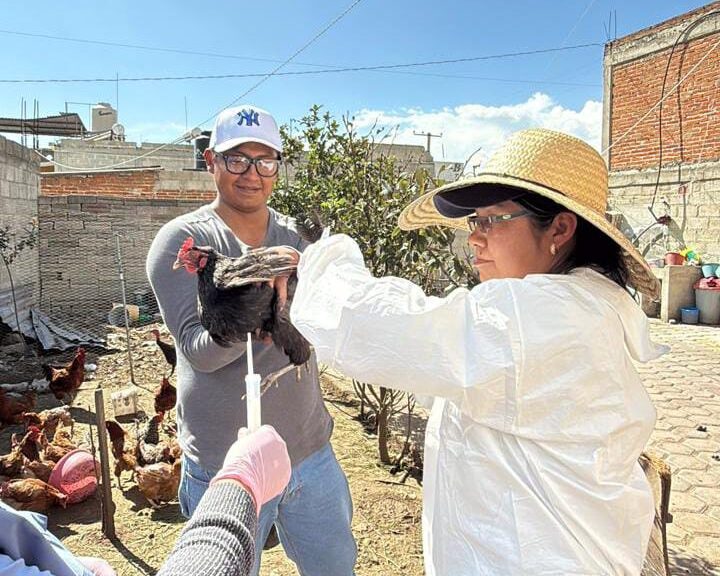 Gobierno de Blanca Angulo previene a la población contra enfermedades aviares