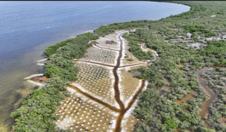 CUIDADO AMBIENTAL EN LA CONSTRUCCIÓN DEL PUENTE NICHUPTÉ HA PERMITIDO EL RESCATE Y REUBICACIÓN DE 2 MIL 125 ESPECIES: SICT