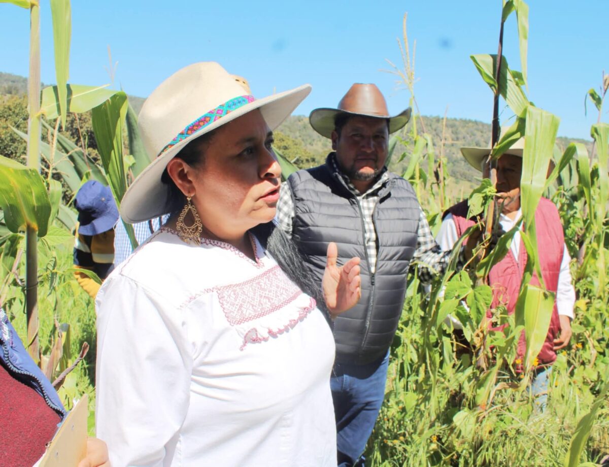 Un logro de Ana Lilia Rivera que FAO reconozca al Metepantle Tlaxcalteca como Patrimonio Agrícola Mundial