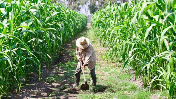 Vanilla, Musical Dúo, en la Feria de Ferias 2025 –dentro del Festival del Mole