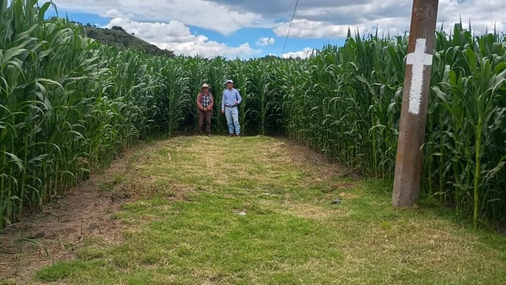 TLAXCALA CUMPLE CON EL CAMPO: COMERCIALIZACIÓN DE MAÍZ BLANCO TENDRÁ SUBSIDIOS ESTATALES EN 2026