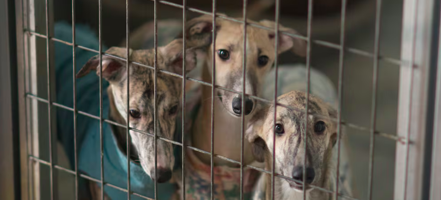 El 87% de los municipios incumplen con reglamentos de bienestar animal: Ocpa