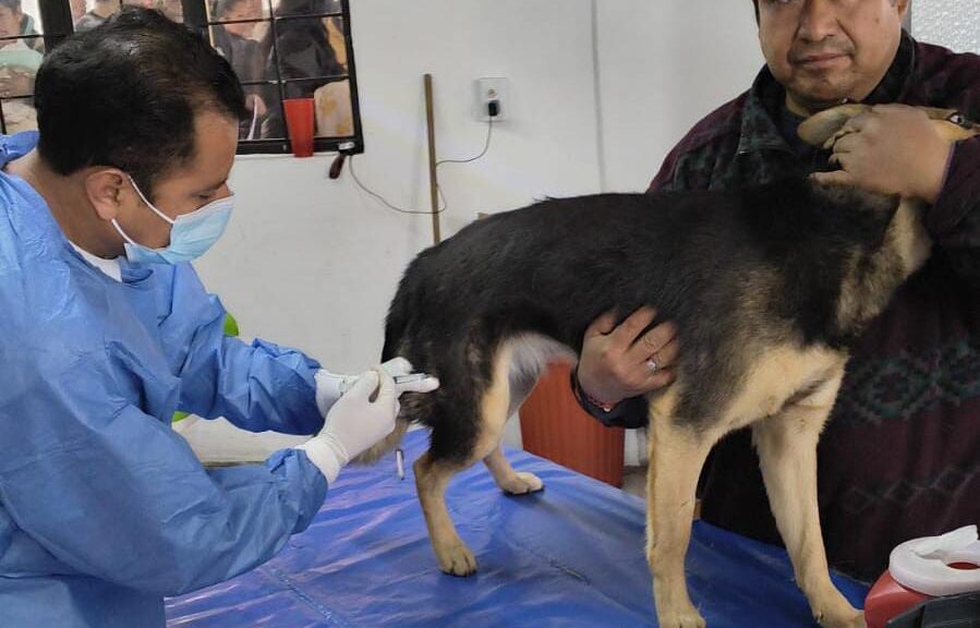 Más de 700 cirugías en campaña de esterilización en Chiautempan