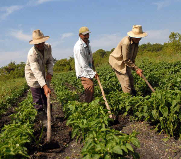 Tras cierres carreteros campesinos agilizan pagos de incentivo para maíz blanco