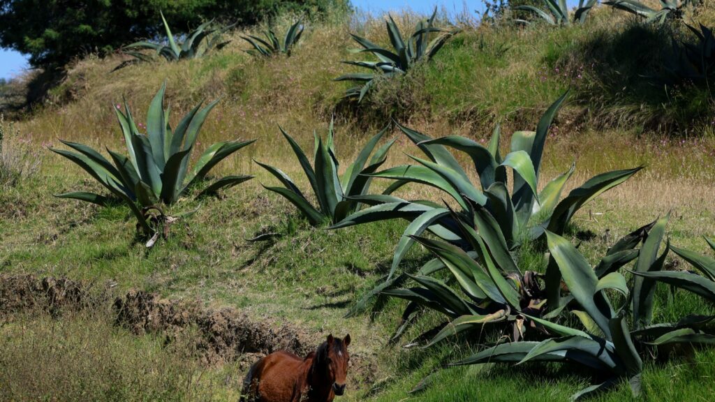 RECONOCEN AL PULQUE DE TLAXCALA COMO PRODUCTO CON INDICACIÓN GEOGRÁFICA