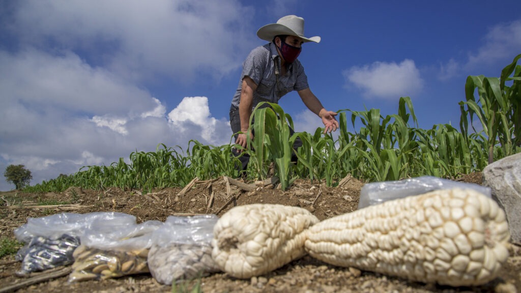 Con la estrategia se redujo 21% el costo de producción por tonelada de grano, como resultado de una disminución del 14% en el gasto de agroquímicos y 6.5% en costos operativos