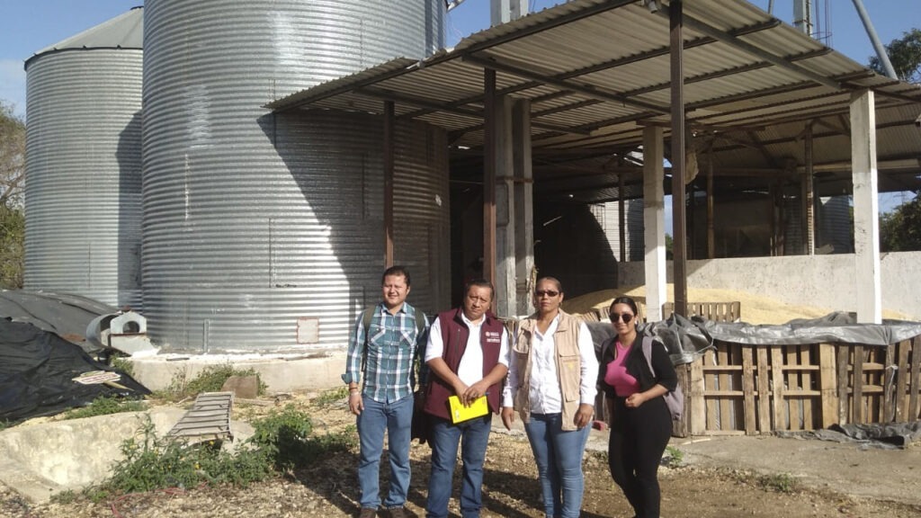 AGRICULTURA dispersa más de mil 151 mdp del incentivo al maíz blanco del ciclo Primavera-Verano 2025