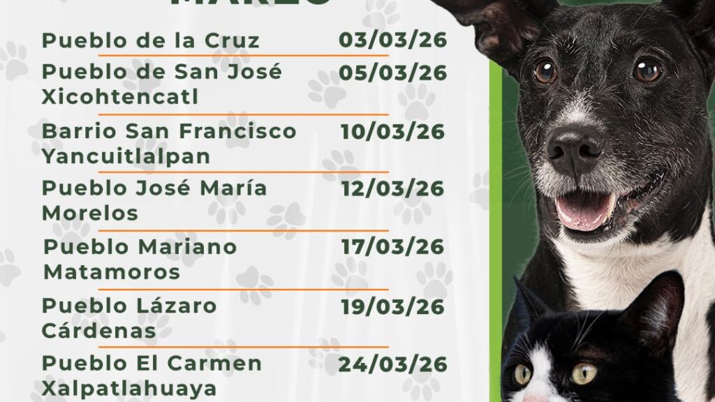 GOBIERNO MUNICIPAL DE HUAMANTLA REALIZARÁ CAMPAÑA DE ESTERILIZACIÓN DE PERROS Y GATOS