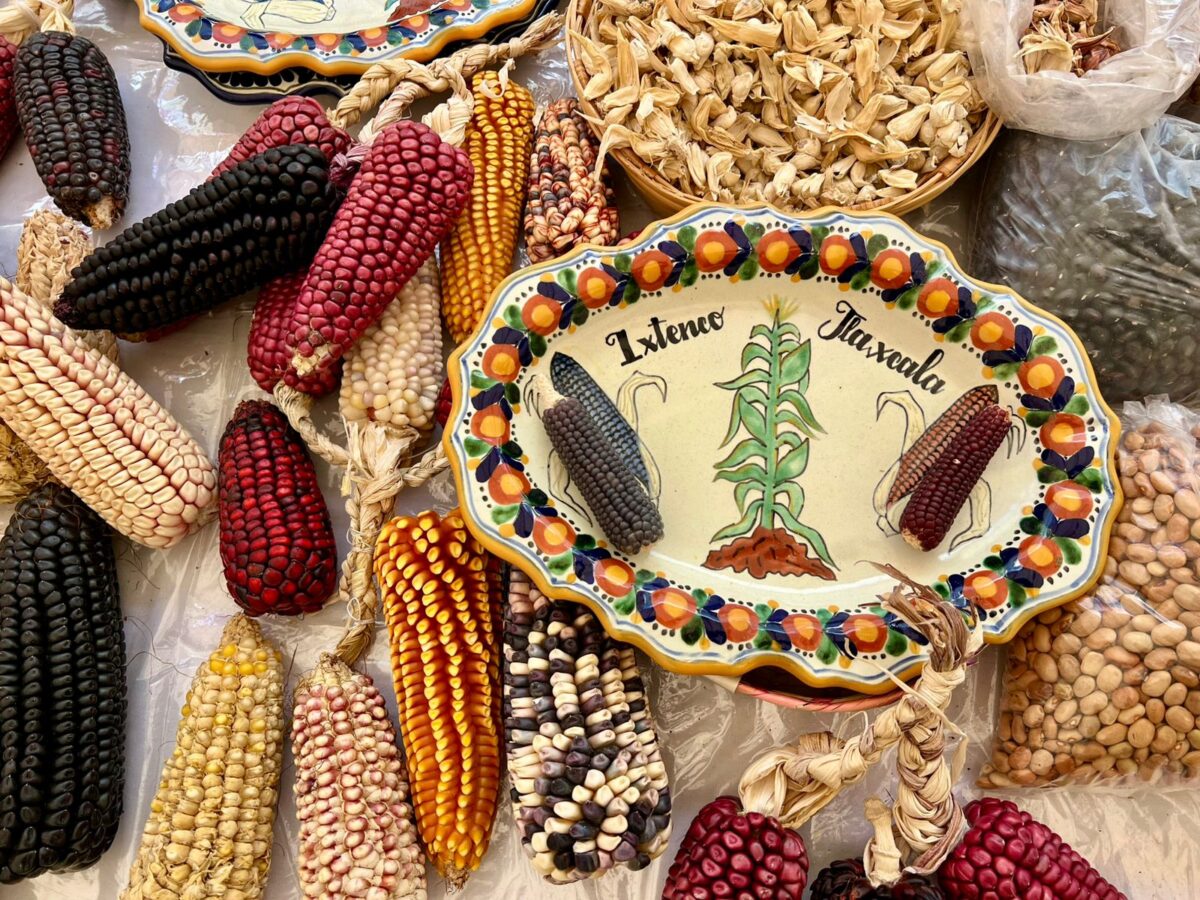 IXTENCO CONMEMORA 15 AÑOS DE LA FIESTA DEL MAÍZ, SÍMBOLO DE IDENTIDAD Y TRADICIÓN EN TLAXCALA