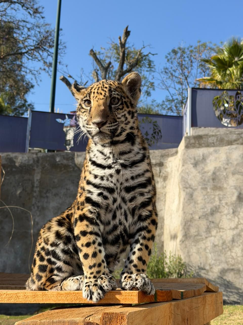 NACE CRÍA DE JAGUAR EN EL ZOOLÓGICO DEL ALTIPLANO; REFUERZA TLAXCALA ESTRATEGIA DE CONSERVACIÓN