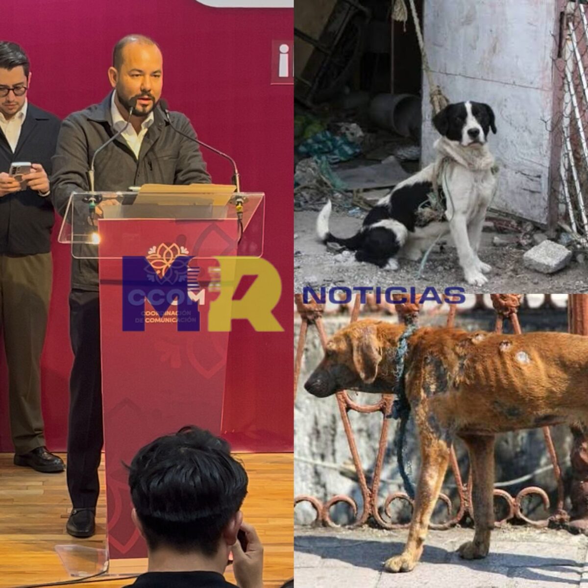 Propaet recibe mil 617 denuncias por maltrato animal