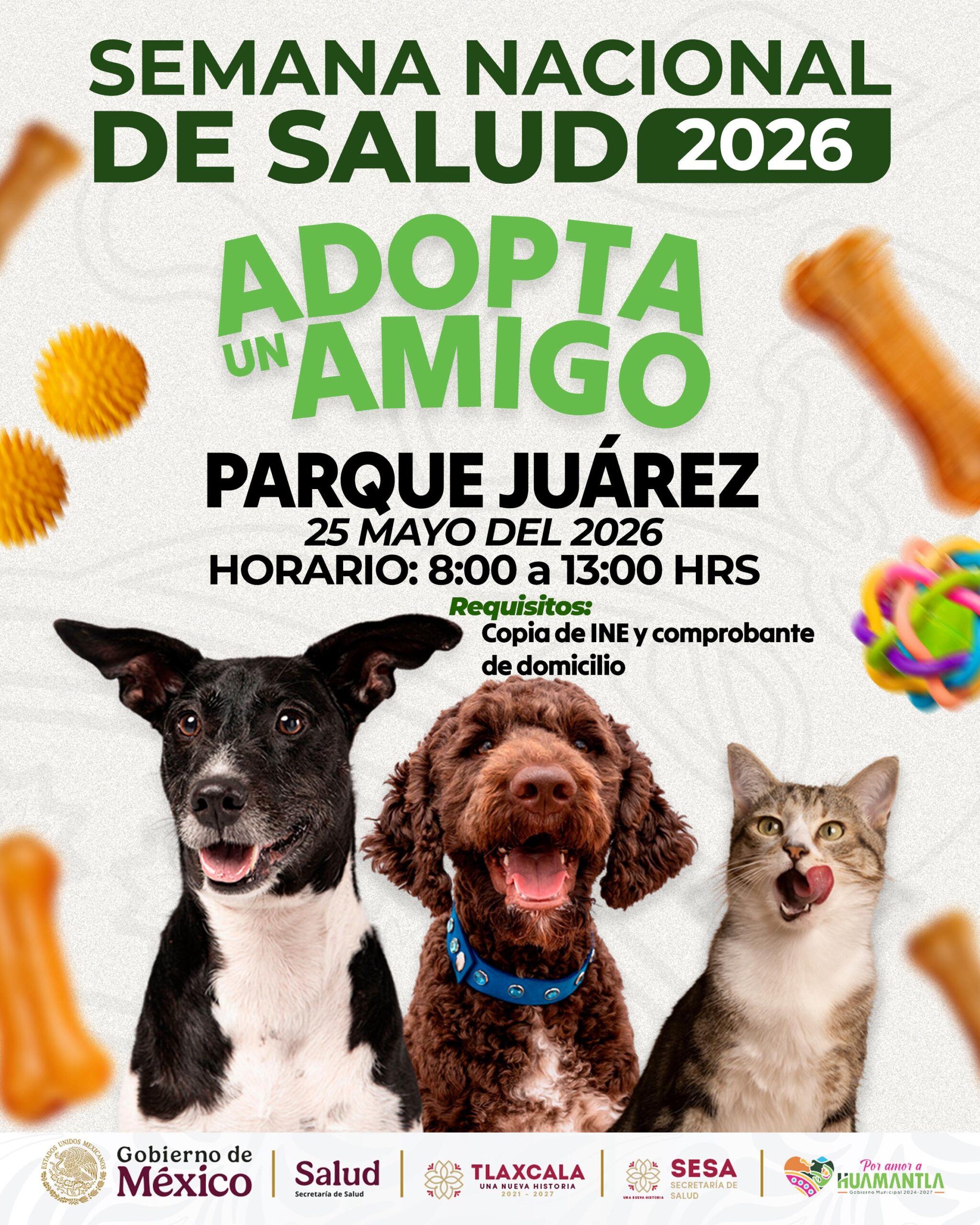 ADOPTA UN AMIGO”: INVITAN A JORNADA DE ADOPCIÓN DE PERRITOS Y GATITOS EN HUAMANTLA