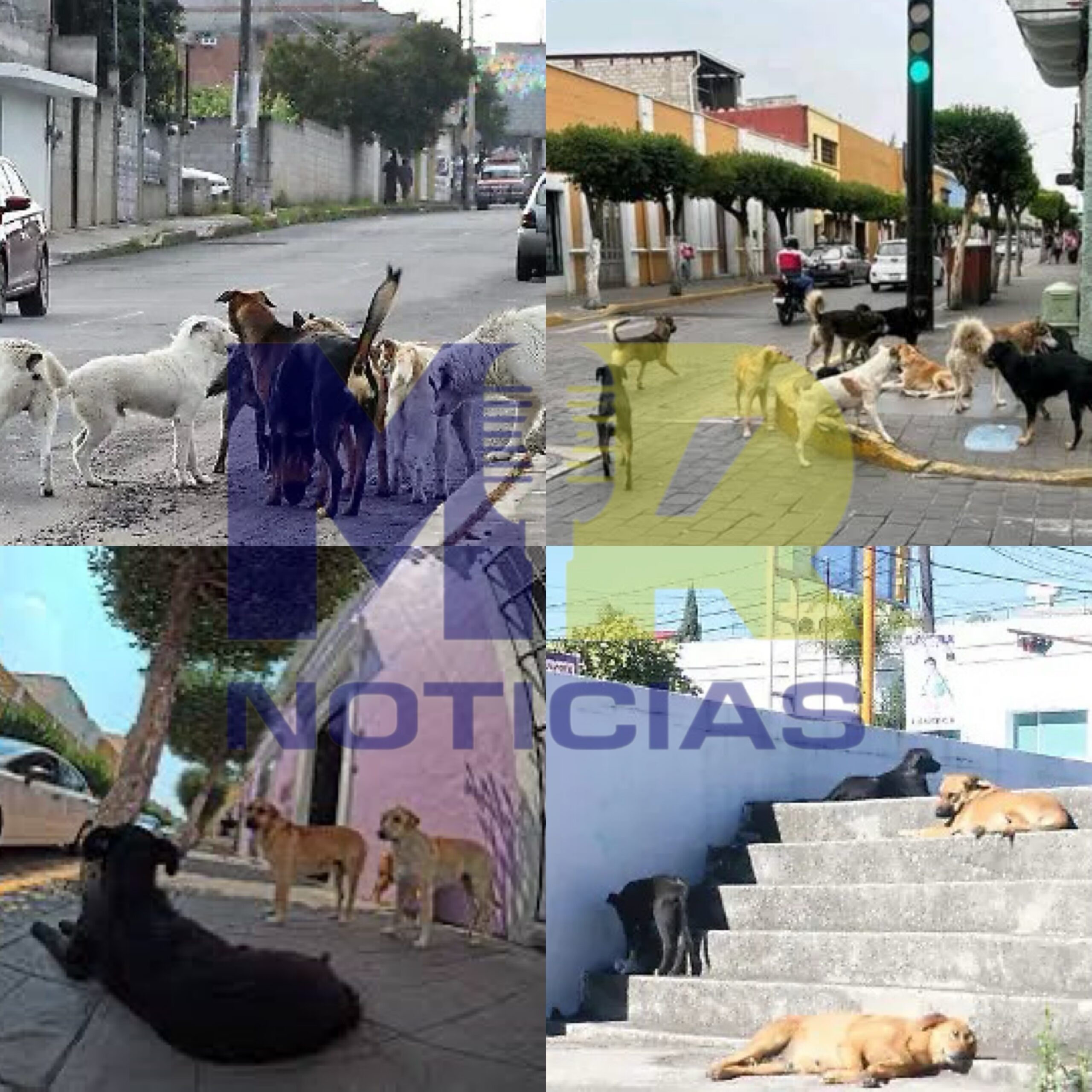 Apizaco, Chiautempan, Huamantla y San Pablo del Monte concentran el mayor abandono de mascotas