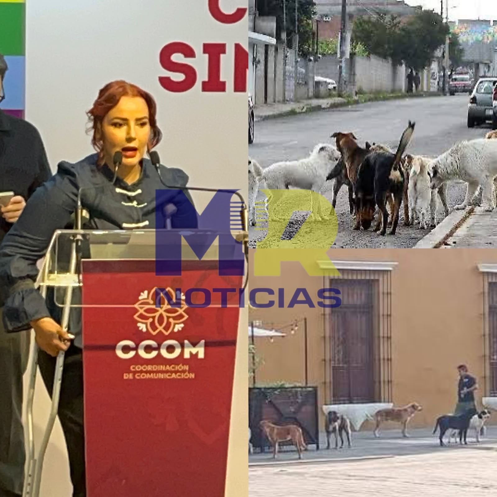 Incumplen 9 municipios con protección animal