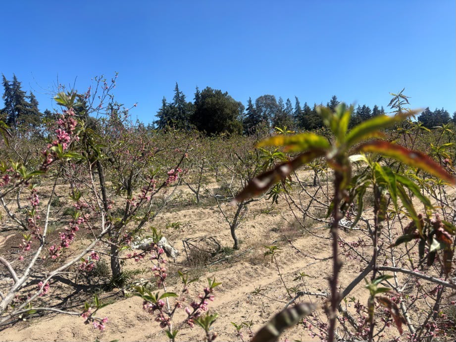 RESPALDA GOBIERNO ESTATAL A PRODUCTORES DE DURAZNO CON INDEMNIZACIONES DEL SEGURO AGRÍCOLA